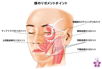 顔のリガメントポイント